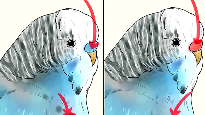 Как определить пол волнистого попугайчика