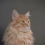 Фото галерея пушистиков - кошки, котята, природа, животные. Кошка 19.