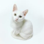 Фото галерея пушистиков - кошки, котята, природа, животные. Кошка 18.