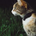 Фото галерея пушистиков - кошки, котята, природа, животные. Кошка 11.