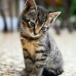 Фото галерея пушистиков - кошки, котята, природа, животные. Кошка 7.