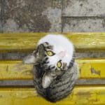 Фото галерея пушистиков - кошки, котята, природа, животные. Кошка 5.
