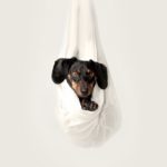 Фото галерея пушистиков - собаки, щенки. Собачка 10.
