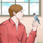 Научить говорить волнистого попугайчика