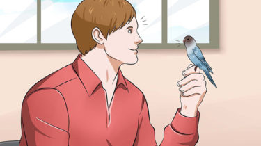 Научить говорить волнистого попугайчика
