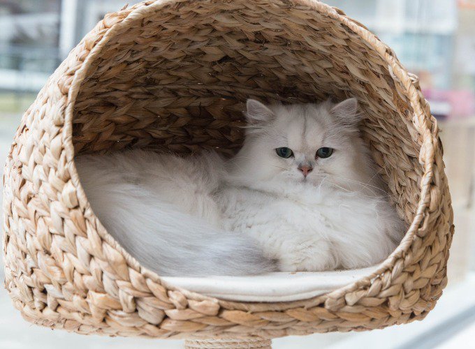 Породы кошек. Восемь наиболее популярных пород кошек. Персидская кошка.