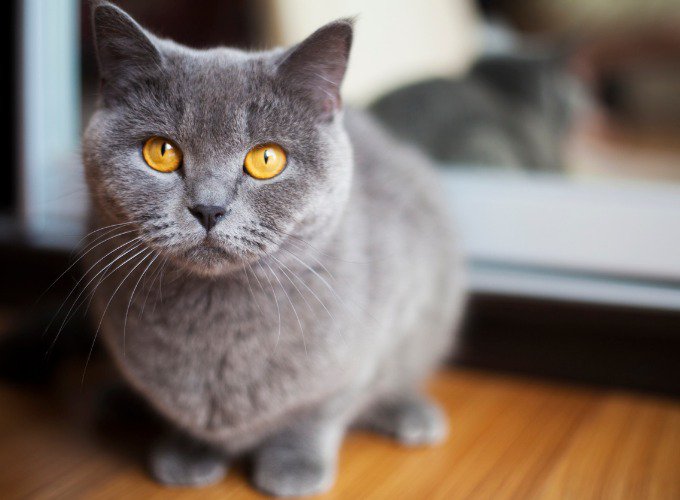 Породы кошек. Восемь наиболее популярных пород кошек. Британская короткошерстная кошка.