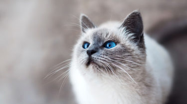 Породы кошек. Самые популярные породы кошек. Царство домашних животных.