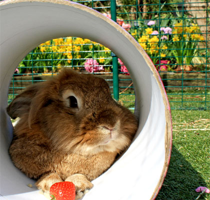 Сколько живут декоративные кролики в домашних условиях
