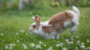 Фото декоративных кроликов и крольчат. Царство домашних животных.