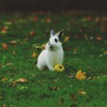 Фото галерея домашних животных - декоративные кролики и крольчата. Кролик 26.