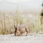 Фото галерея домашних животных - декоративные кролики и крольчата. Кролик 18.