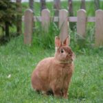 Фото галерея домашних животных - декоративные кролики и крольчата. Кролик 25.