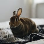 Фото галерея домашних животных - декоративные кролики и крольчата. Кролик 10.