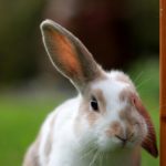 Фото галерея домашних животных - декоративные кролики и крольчата. Кролик 16.
