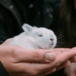 Фото галерея домашних животных - декоративные кролики и крольчата. Кролик 20.