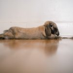 Фото галерея домашних животных - декоративные кролики и крольчата. Кролик 9.