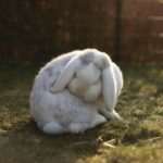 Фото галерея домашних животных - декоративные кролики и крольчата. Кролик 12.