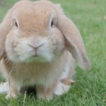 Фото галерея домашних животных - декоративные кролики и крольчата. Кролик 23.