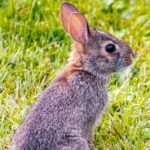 Фото галерея домашних животных - декоративные кролики и крольчата. Кролик 15.