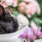 Фото галерея домашних животных - декоративные кролики и крольчата. Кролик 11.