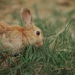 Фото галерея домашних животных - декоративные кролики и крольчата. Кролик 2.