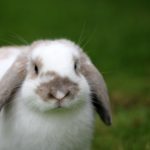 Фото галерея домашних животных - декоративные кролики и крольчата. Кролик 1.