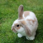 Фото галерея домашних животных - декоративные кролики и крольчата. Кролик 29.