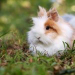Фото галерея домашних животных - декоративные кролики и крольчата. Кролик 5.
