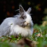 Фото галерея домашних животных - декоративные кролики и крольчата. Кролик 22.