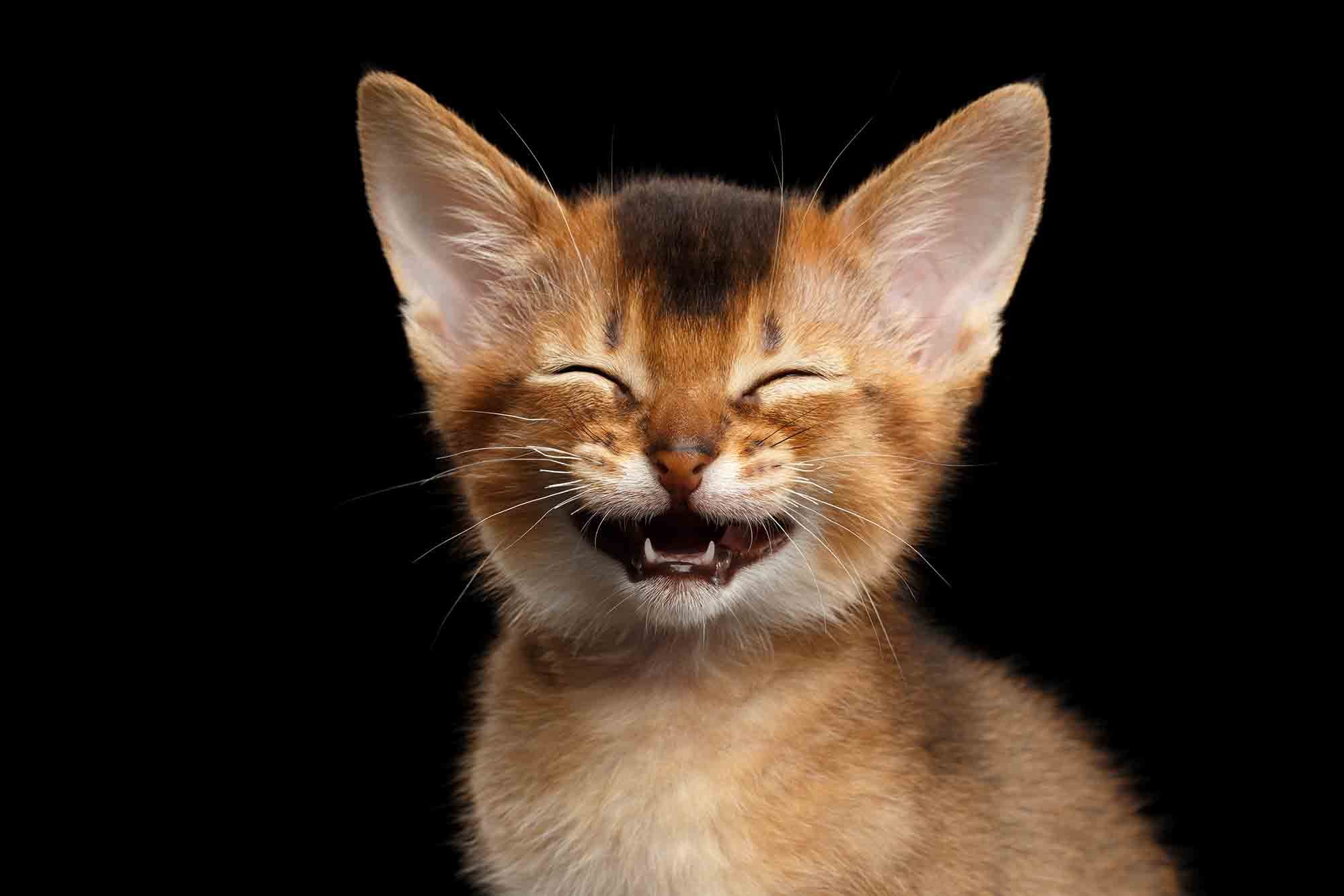 Кошачья улыбка. Абиссинская кошка. Котик смеется. Улыбка кота. Котенок улыбается.