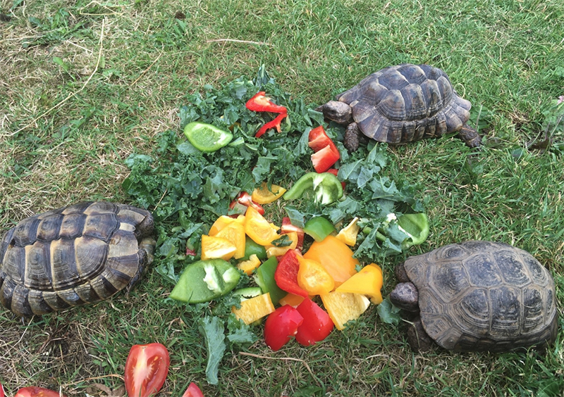 Кормление черепашек. Как кормить домашнюю черепаху.