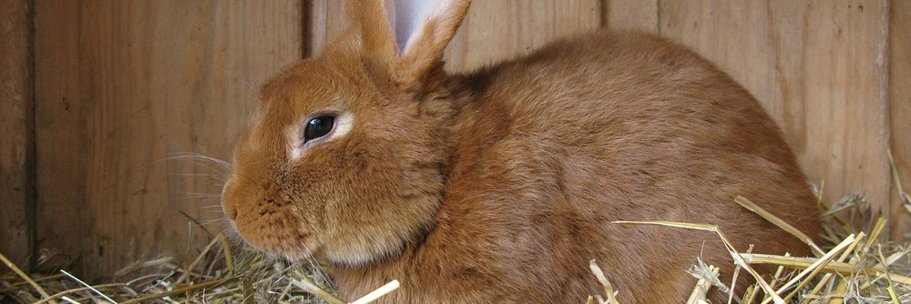 Сколько живут декоративные кролики в домашних условиях. Как долго живут кролики?