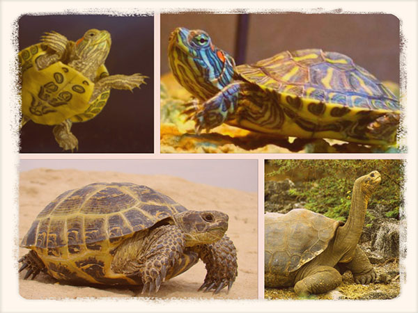 Основные виды домашних наземных черепах