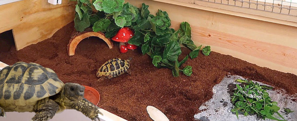 Как обустроить террариум для домашней наземной черепахи?