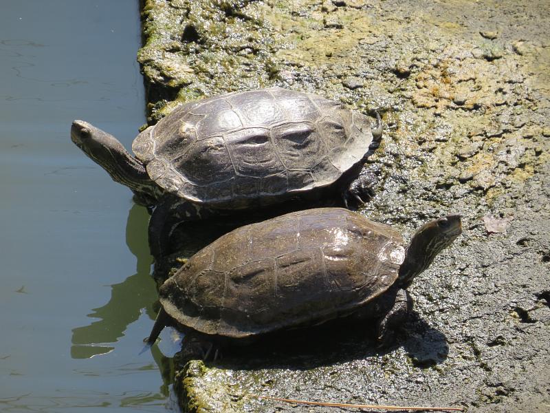 Водные черепашки, содержание и уход. Виды домашних водных черепах.