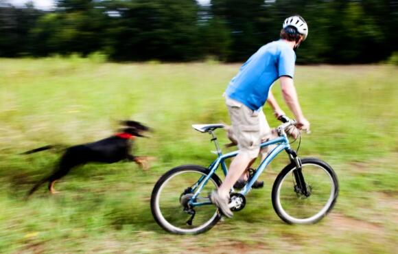 Защита велосипедиста от собак. Царство домашних животных.