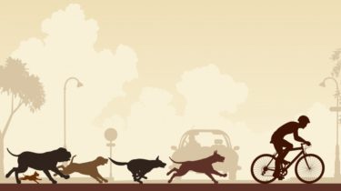 Защита велосипедиста от собак. Царство домашних животных.