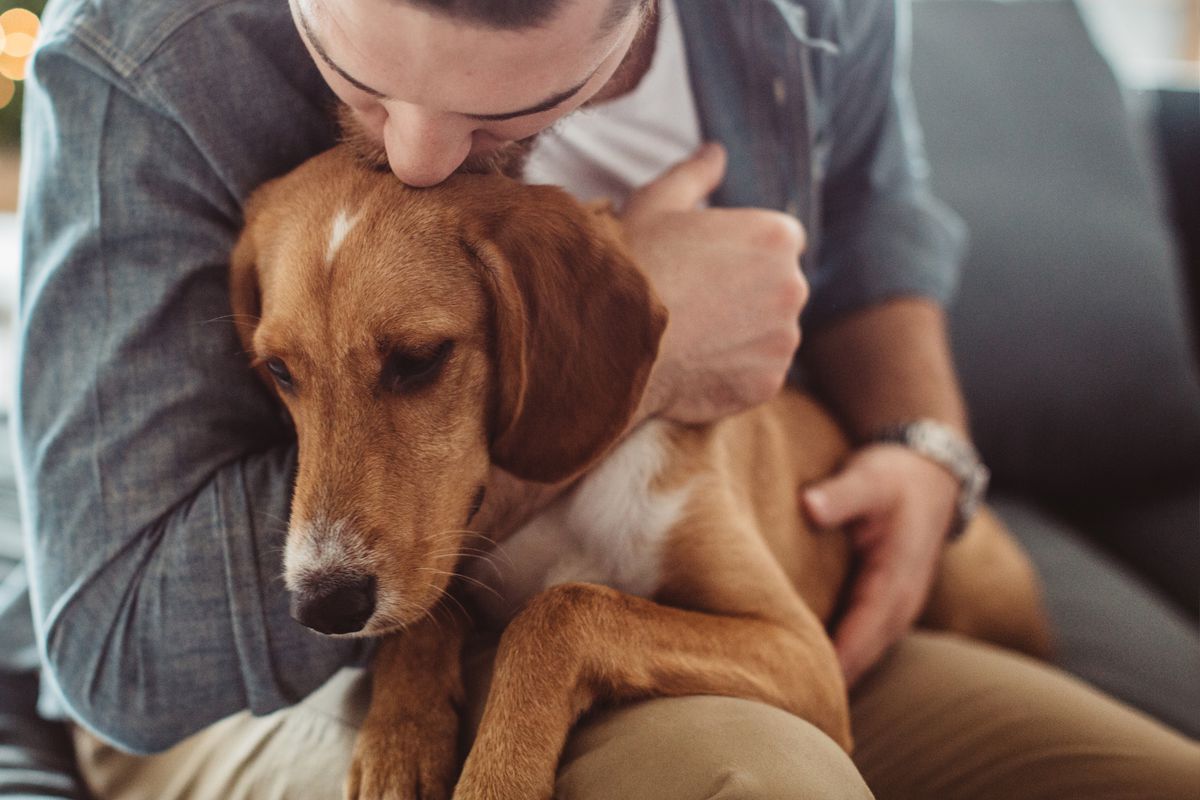 Как собаки управляют эмоциональным благополучием
