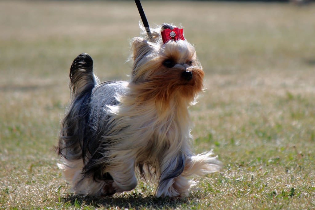 Порода собак - Йоркширский терьер. Царство домашних животных.