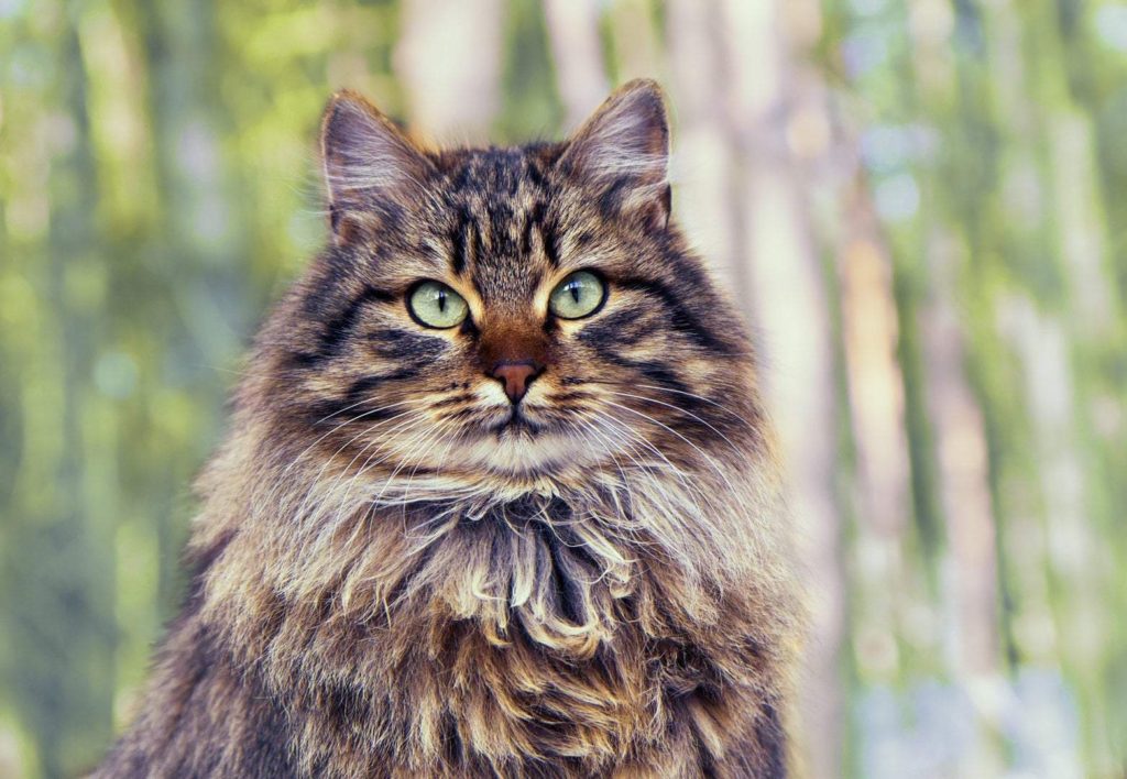 Породы кошек. Восемь наиболее популярных пород кошек. Сибирская кошка.