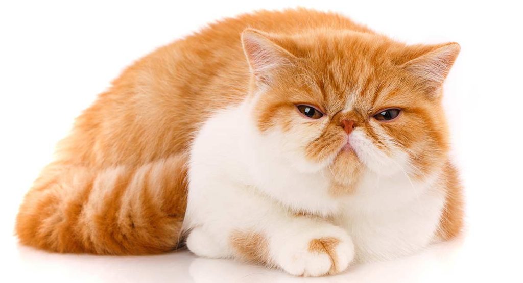 Породы кошек. Восемь наиболее популярных пород кошек. Экзотическая короткошерстная кошка.