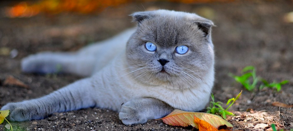 Породы кошек. Восемь наиболее популярных пород кошек. Шотландская вислоухая кошка.