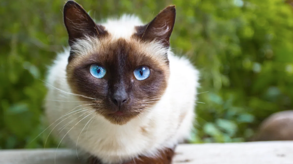 Породы кошек. Восемь наиболее популярных пород кошек. Сиамская кошка.