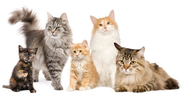 Породы кошек. Восемь наиболее популярных пород кошек.