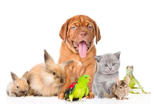 30 ноября ежегодно отмечается Всемирный день домашних животных