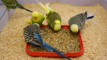 Кормление и рацион волнистого попугая. Чем кормить волнистого попугая.