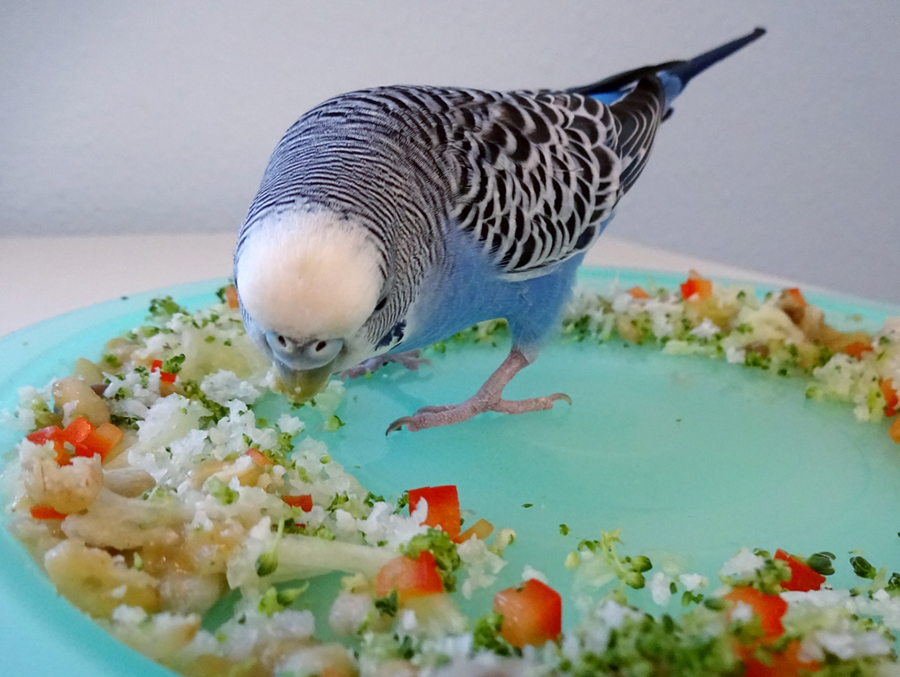Кормление и рацион волнистого попугая. Чем кормить волнистого попугая.