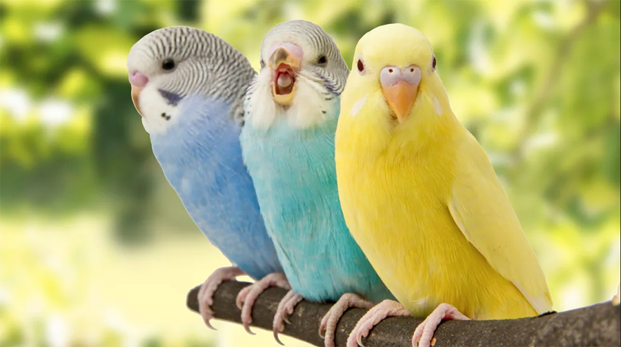 Волнистые попугайчики. История одомашнивания волнистых попугайчиков.