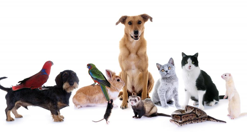 День животных в россии в 2024. Домашние животные. Домашние животные много. Несколько домашних животных. Всемирный день домашних животных.